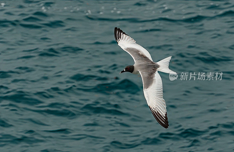 燕尾鸥(Creagrus furcatus)是一种赤道海鸟，属于鸥科。厄瓜多尔。加拉帕戈斯群岛国家公园。南广场岛。飞行。